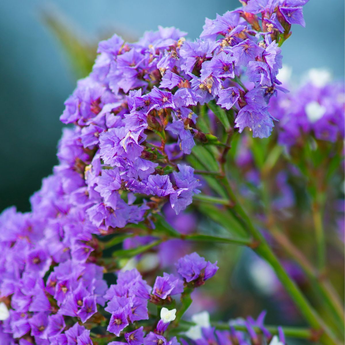 Statice- Purple Attraction